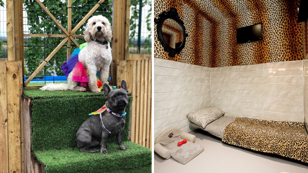 Cozy Feline Condos & Play