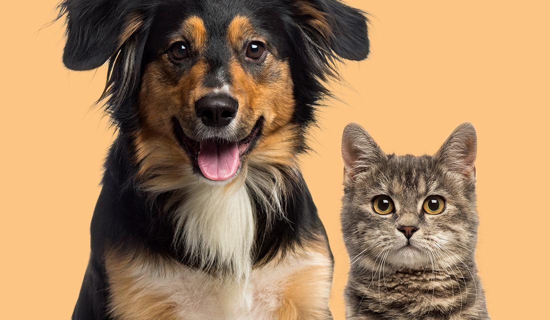 Keeping Your Pet Comfy During Summer Months